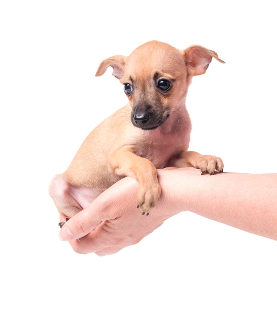 Filhote de cachorro Terrier sentado na mão isolado no branco