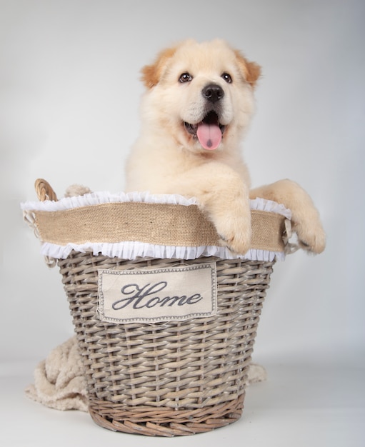 Filhote de cachorro vira-lata dentro de uma cesta