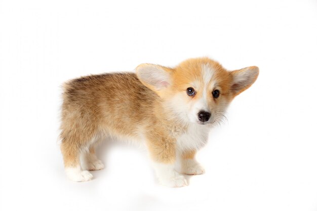 Filhote de cachorro Welsh Corgi pembrok isolado