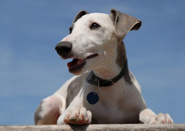 Filhote de cachorro whippet