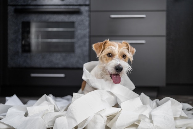 Filhote de cachorro Wirehaired Jack Russell Terrier está brincando na cozinha Cachorro embrulhado em papel higiênico branco