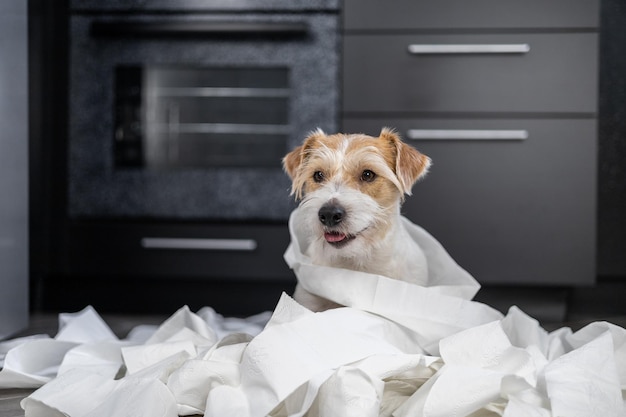 Filhote de cachorro Wirehaired Jack Russell Terrier está brincando na cozinha Cachorro embrulhado em papel higiênico branco