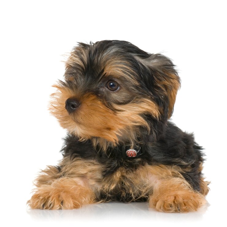 Foto filhote de cachorro yorkshire terrier (2 meses)