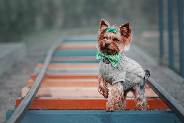 Filhote de cachorro yorkshire terrier ao ar livre