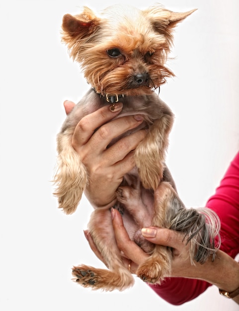 Filhote de cachorro yorkshire terrier