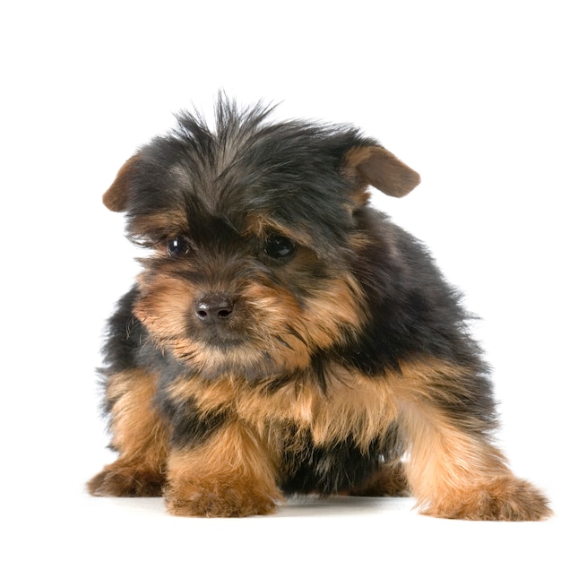 Filhote de cachorro Yorkshire Terrier