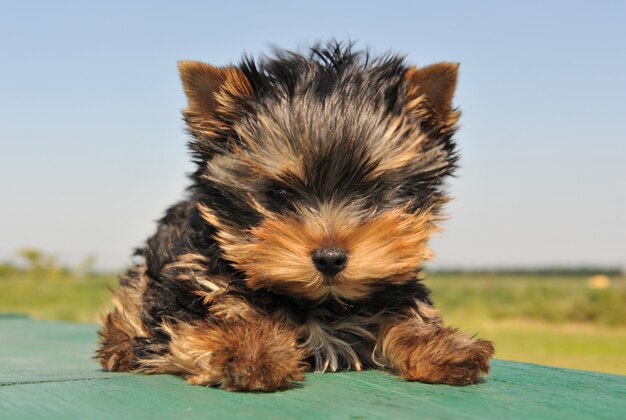 Foto filhote de cachorro yorkshire terrier