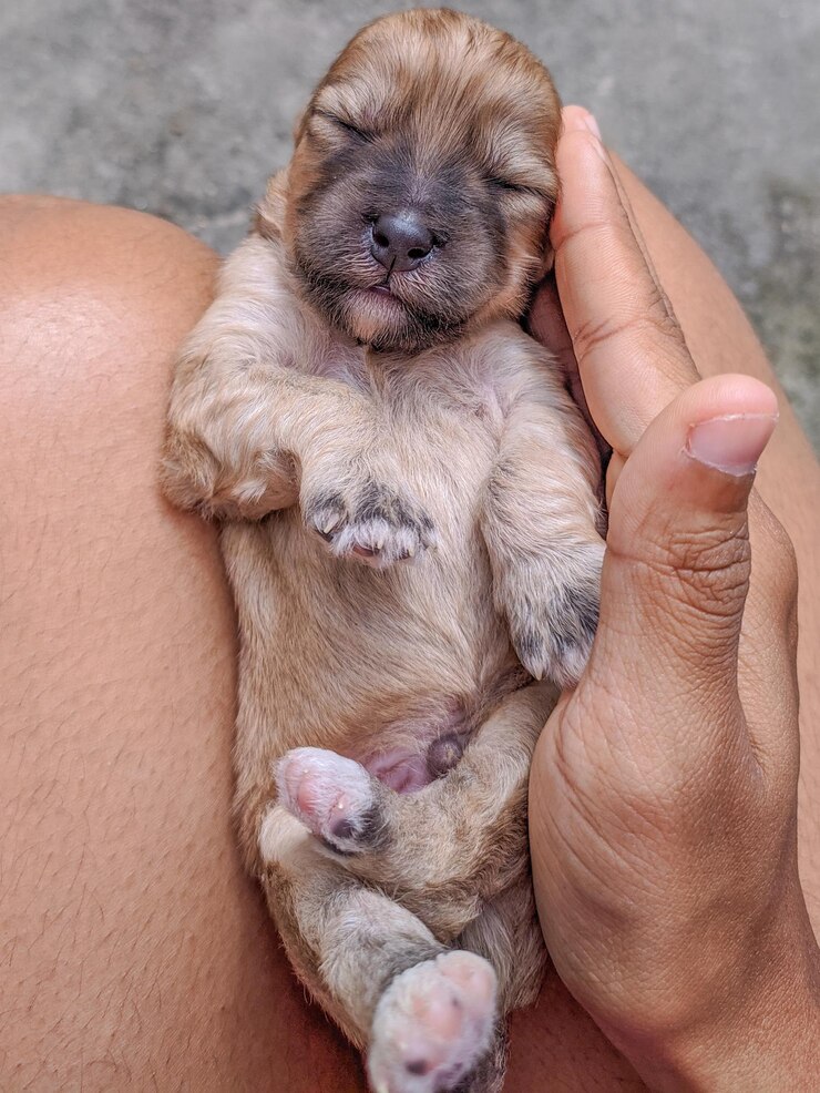 Foto filhote de cachorro