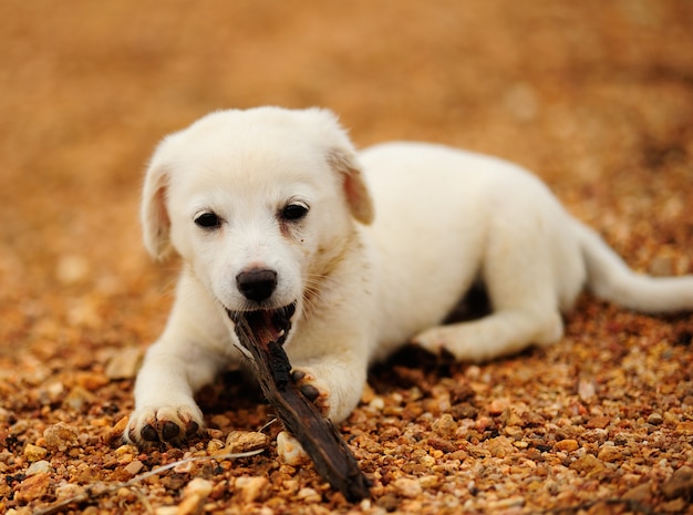 Foto filhote de cachorro