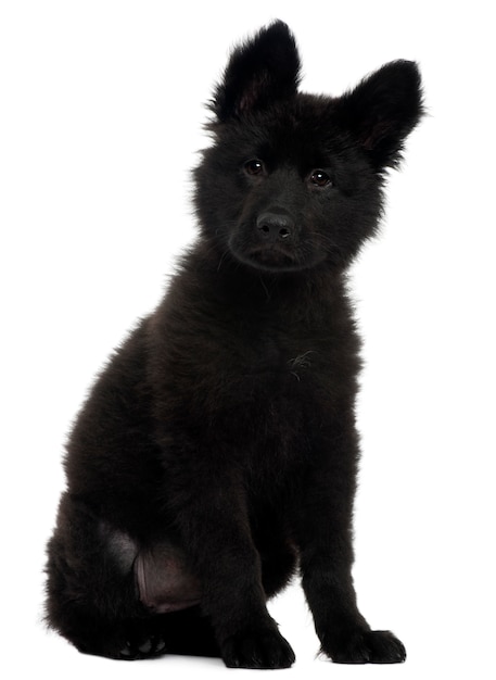 Filhote de cão pastor alemão, 10 semanas de idade, sentado em frente a parede branca