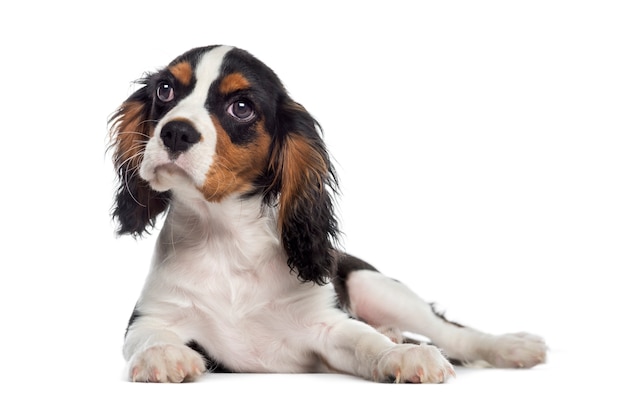 Filhote de Cavalier King Charles Spaniel deitado