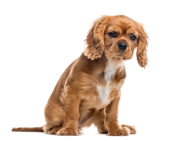 Filhote de Cavalier King Charles Spaniel, sentado e olhando para a câmera, isolado no branco