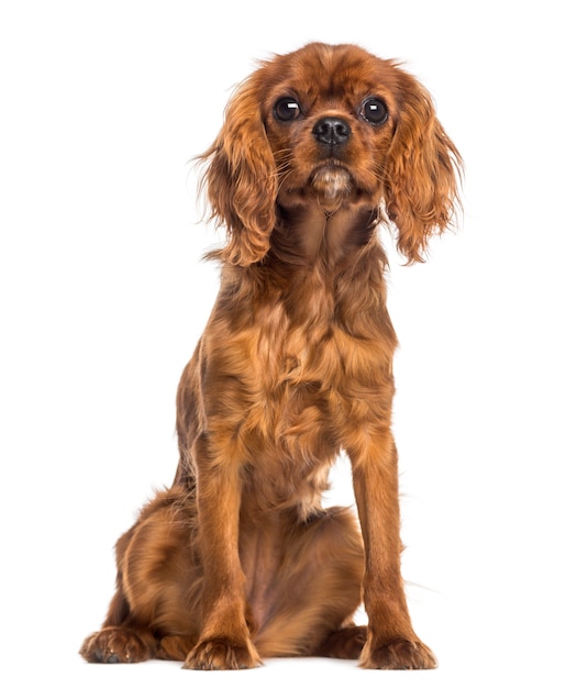 Filhote de Cavalier King Charles Spaniel sentado