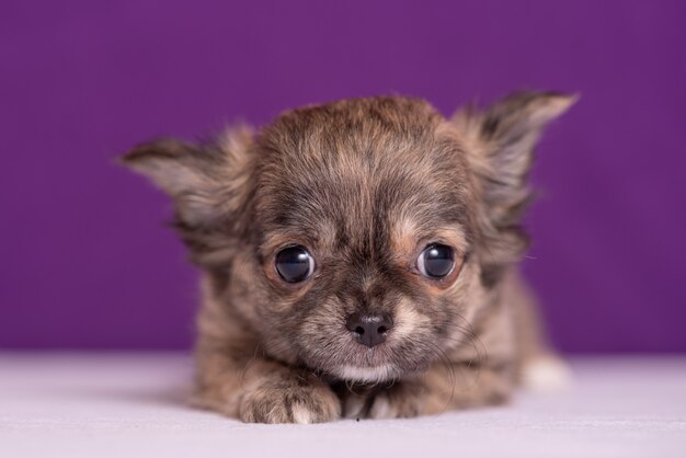 Filhote de Chihuahua em roxo