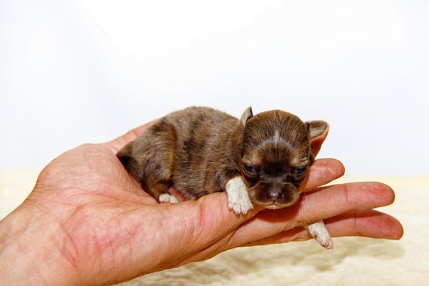 Foto filhote de chihuahua pequeno