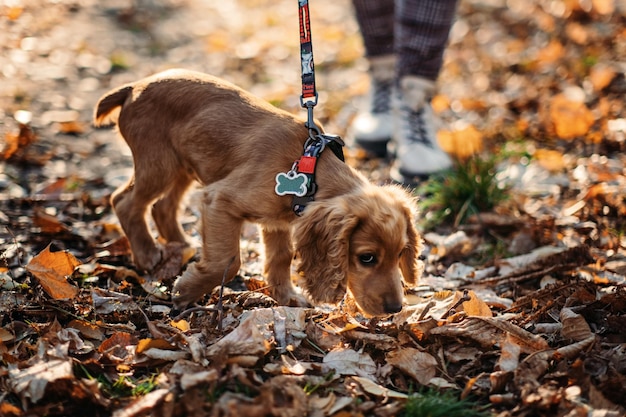 Foto filhote de cocker spaniel inglês bonito andando com a dona da mulher no parque outono