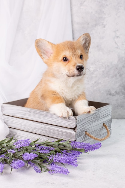 Filhote de Corgi em um fundo cinza com flores de lavanda