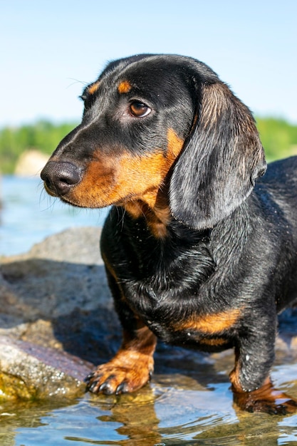 Filhote de Dachshund fechar o retrato