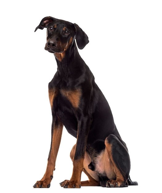 Filhote de Doberman Pinscher sentado, isolado no branco