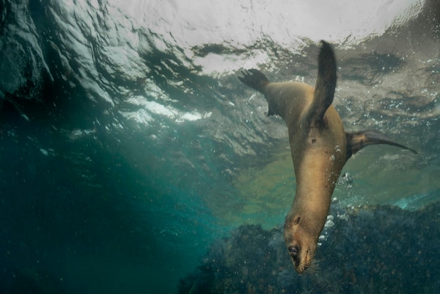 Filhote de foca leão marinho vindo até você para se divertir e brincar