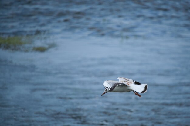 Filhote de gaivota pairando sobre a água
