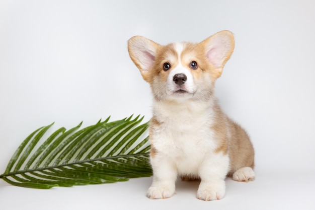 Filhote de galês corgi com um galho de palmeira em um fundo branco