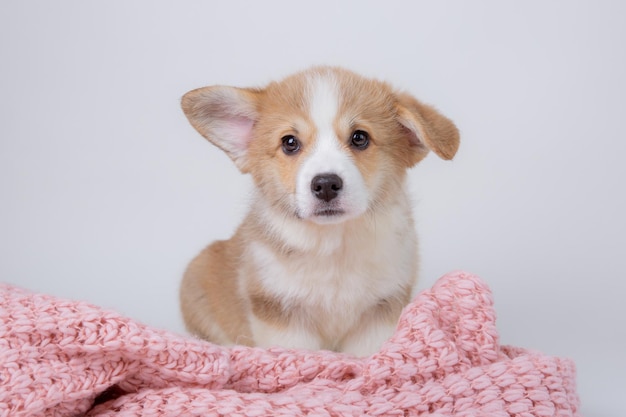 Filhote de galês corgi isolado em animais de estimação fofos de fundo branco