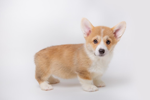 Filhote de galês corgi isolado em animais de estimação fofos de fundo branco