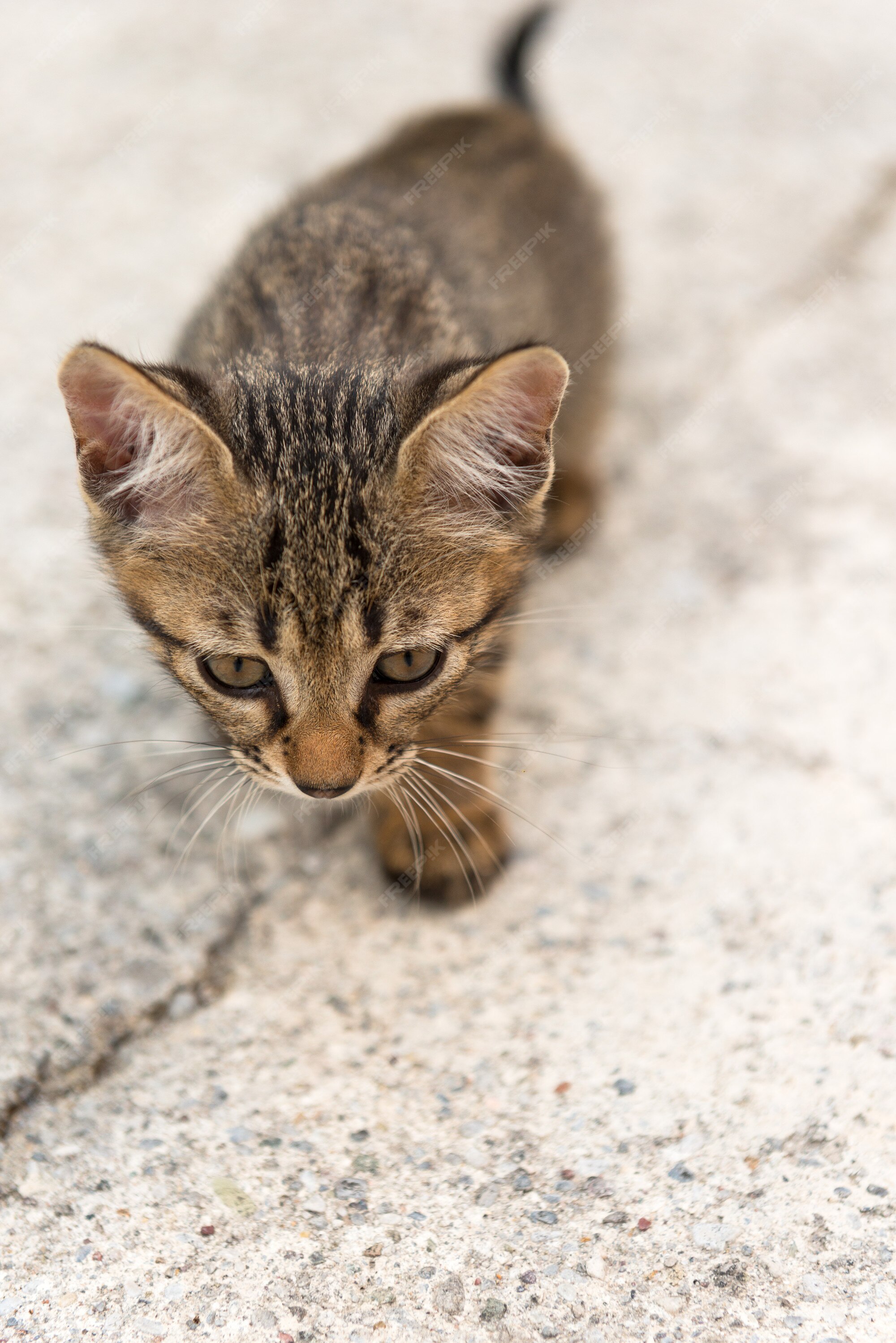 280.400+ Filhote De Gato Ilustrações fotos de stock, imagens e fotos  royalty-free - iStock