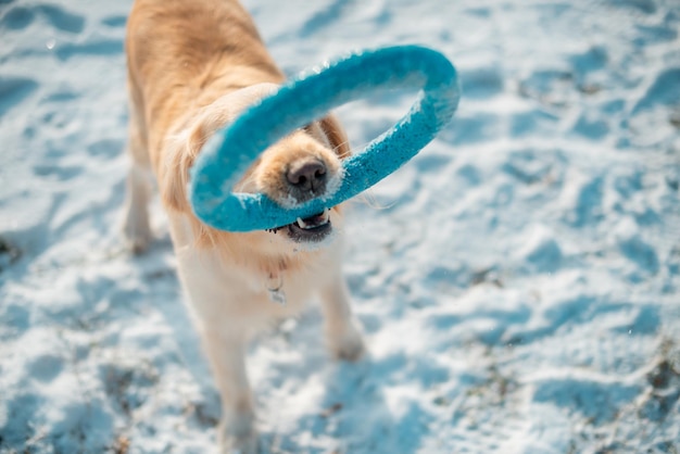 Filhote de golden retriever branco brincando na neve