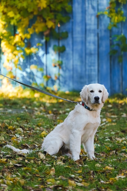 Foto filhote de golden retriever em uma coleira no fundo da cerca de madeira azul