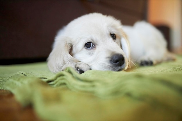 filhote de golden retriever Filhote de cachorro fofo de golden retriever está descansando