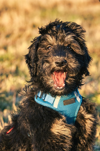 Filhote de Goldendoodle na cor preto e castanho Cão híbrido de golden retriever e poodle