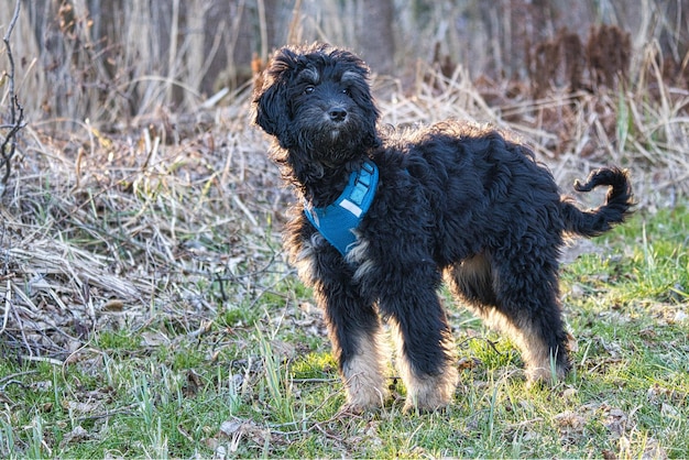 Filhote de Goldendoodle na cor preto e castanho Cão híbrido de golden retriever e poodle