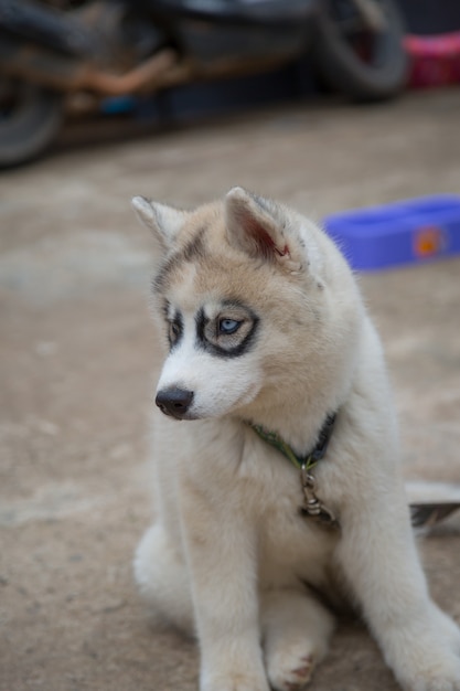 Filhote de Husky Siberiano branco à procura de comida