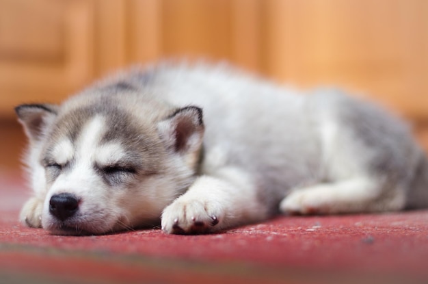 Filhote de husky siberiano dormindo em casa no velho tapete vintage vermelho