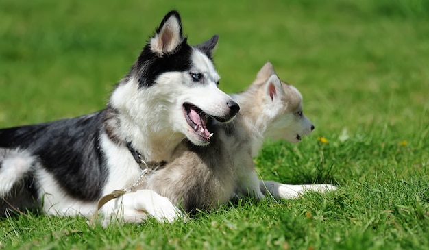 Filhote de husky siberiano fofo na grama