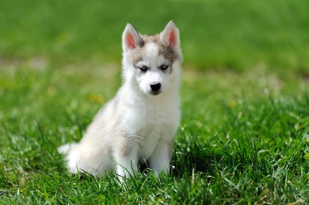 Filhote de husky siberiano fofo na grama