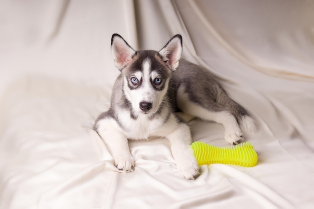 Filhote de husky siberiano sobre um fundo claro. cães com um brinquedo