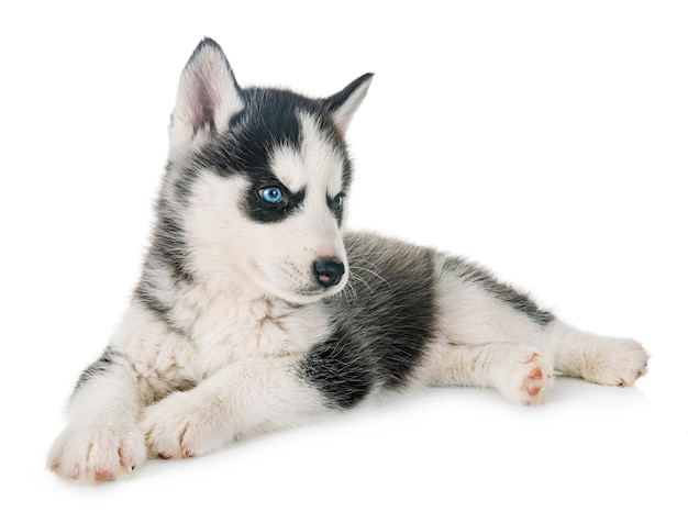 filhote de husky siberiano