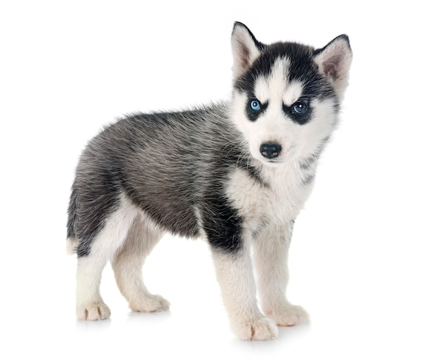 Filhote de husky siberiano