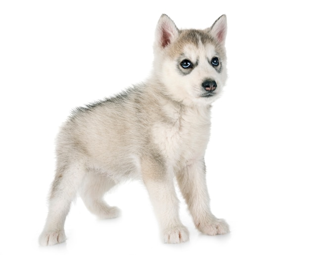 filhote de husky siberiano