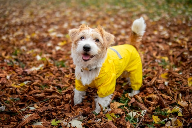 Filhote de Jack Russell Terrier em uma capa de chuva amarela fica na folhagem de outono no parque.