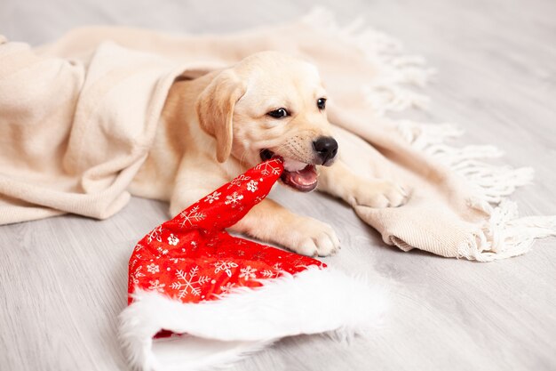 Filhote de labrador brincando com chapéu de Natal