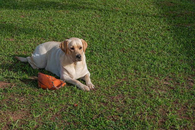 Filhote de labrador deitado na grama com seu brinquedo ao lado dele