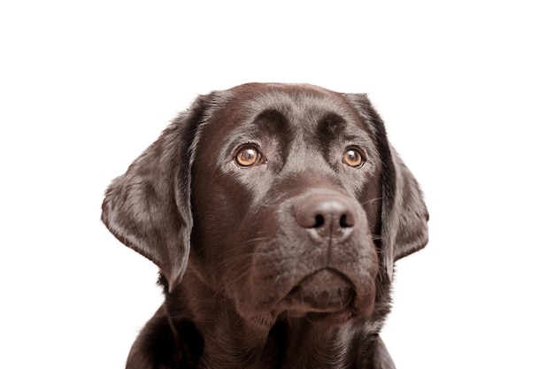 Filhote de labrador retriever preto isolado em branco Retrato de um cão jovem de estimação