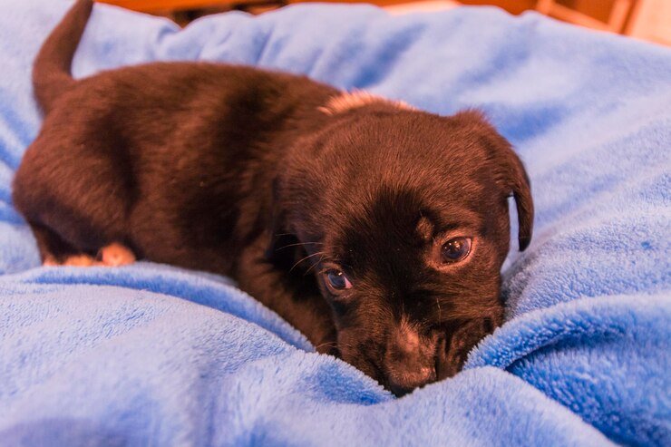 Foto filhote de labrador retriever