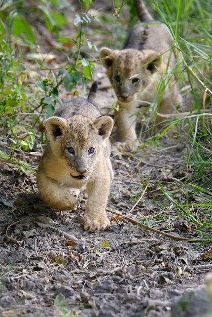 Filhote de leão africano no parque nacional do quênia, áfrica