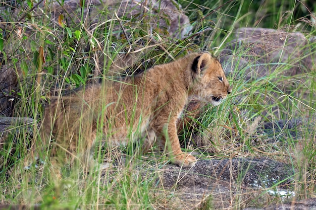 Filhote de leão africano, (Panthera leo), Parque Nacional do Quênia, África