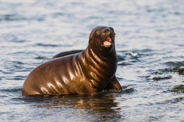 Filhote de leão-marinho sul-americano Península Valdés Chubut Província Patagônia Argentina